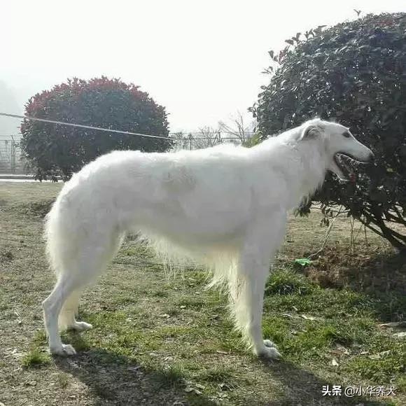 cku官网:血统犬就一定比平常犬好吗？