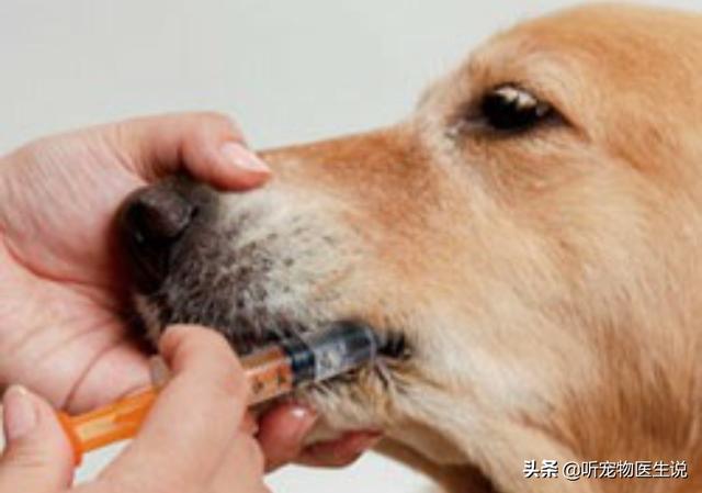 小巴哥犬感冒:巴哥犬生病时，有什么信号？
