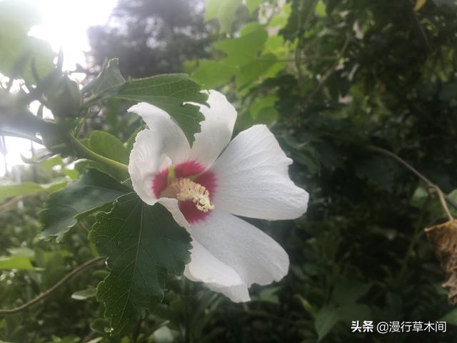 门前最旺风水的花,种花家门前种什么花方便打理又好看？