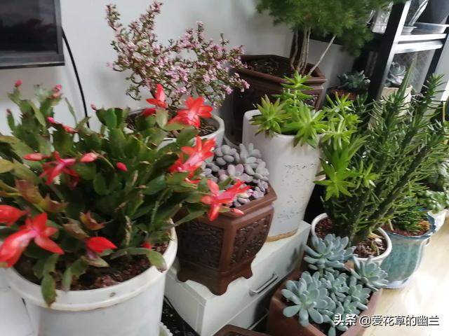 花叶芋根结线虫病:土壤里生了根线虫，该怎么办？