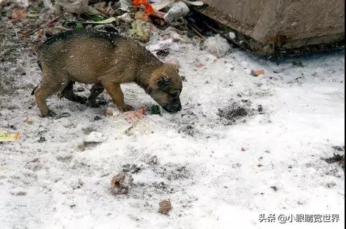 爱尔兰猎狼犬图片到哪里买:东北那么冷，流浪狗是如何度过冬天的呢？ 爱尔兰猎狼犬幼犬多少一只