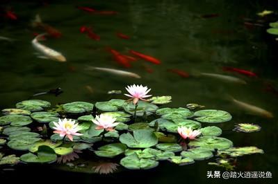 食蚊鱼的寄生虫:食蚊鱼做活饵寄生虫多吗 鱼池里有细小的虫子要怎么处理？