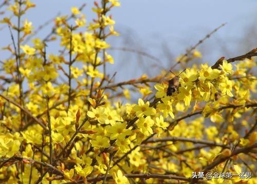 迎春花是什么颜色迎春花图片:迎春花在一天中什么时间开放？