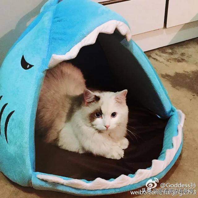 离家的猫:半年不回家家里的猫还会记得自己吗？