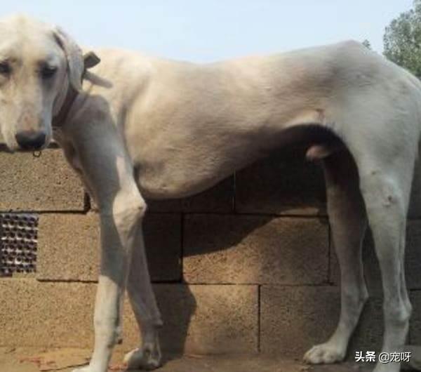 衡阳广西土猎犬网:我国有世界排行前三的猎犬吗？有何依据？