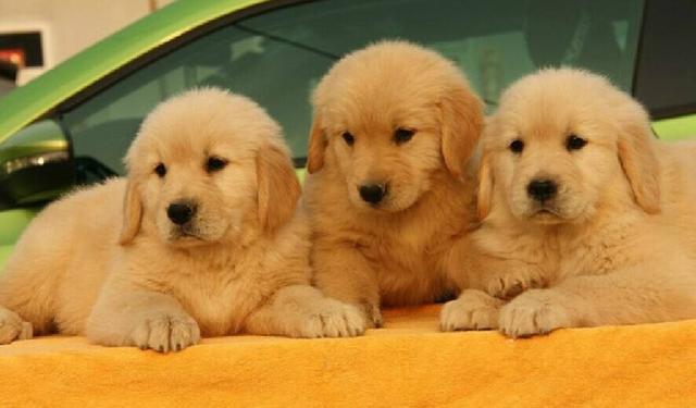 4个月金毛犬图片大全:4个月的金毛可以学习什么了？