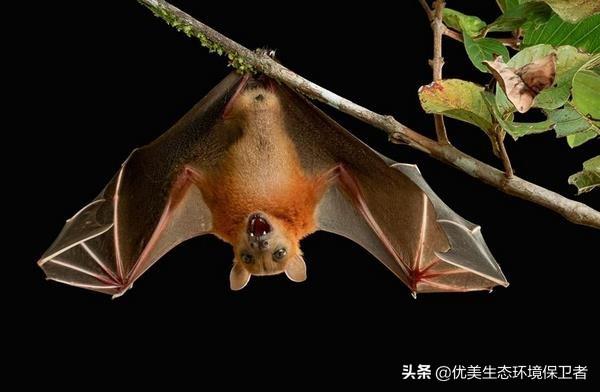 老鼠变成蝙蝠过程:听老人说，蝙蝠是老鼠进化来的，请问有科学依据吗？