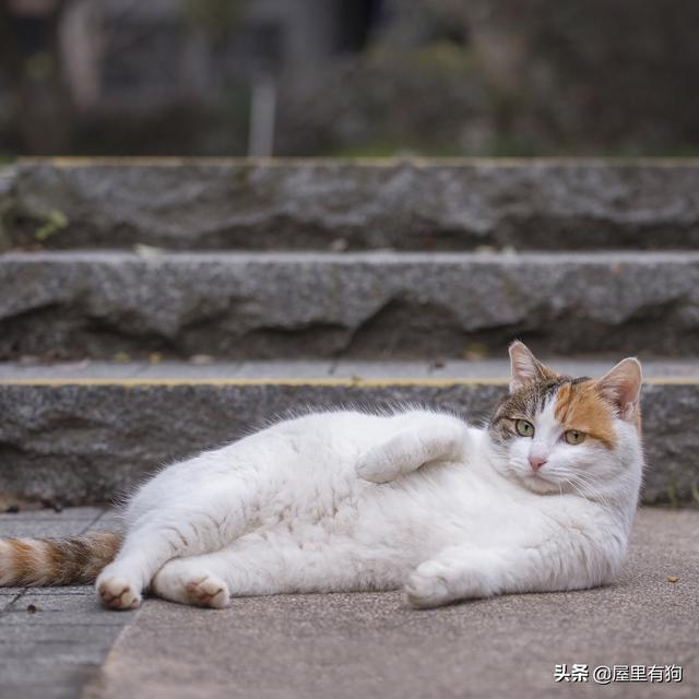 为什么说猫有九条命:猫死前，是怎么知道自己要死的？