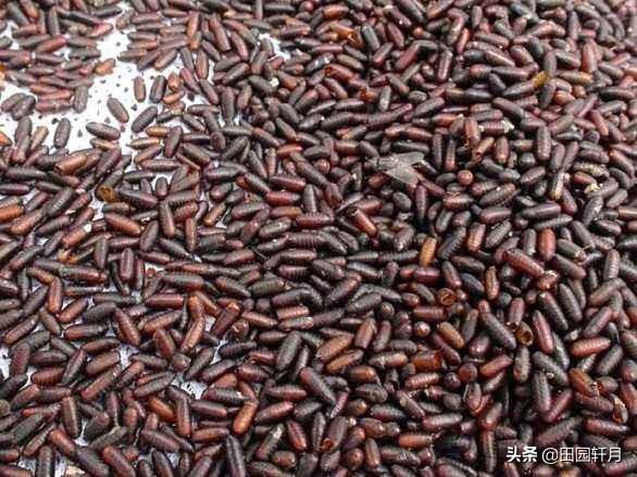 费列罗里有多少活蛆:世界上最恶心的食物有哪些？