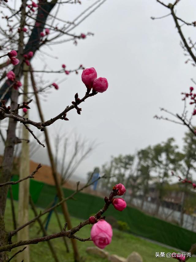 头条问答 南瓜 北瓜 冬瓜 西瓜的名字是怎么来的 仓吉升秀的回答 0赞