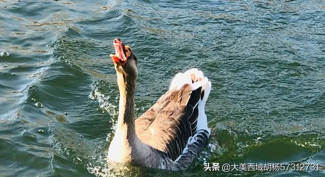 安徽的十大污染之一就是养鸭子，农村地区已经深受其害，有没有什么方法解决？插图9