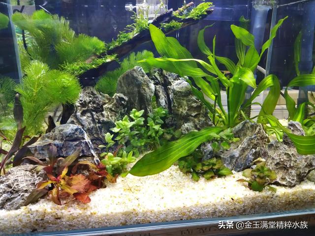 多彩鹦鹉设计素材:宝蓝迷你鹦鹉背景纸选什么颜色好？