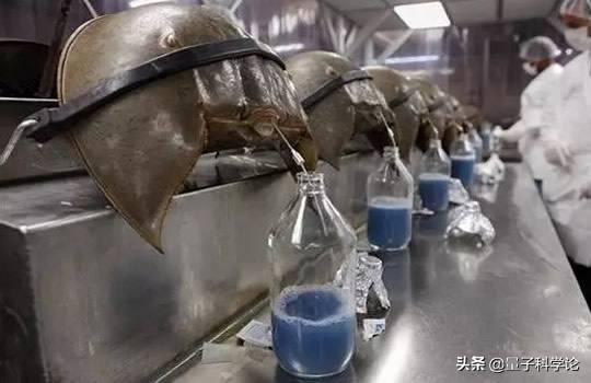 蓝尾金蜥图片以及吃什么:蜘蛛的血为什么也是蓝色的？它和珍贵的鲎血有关系吗？ 蓝尾金蜥图片