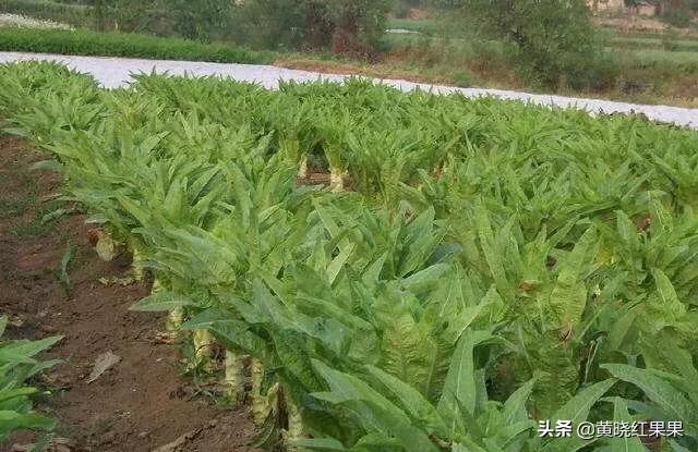 狗茎蝴蝶结胀大:怎样种莴笋?要预防什么？