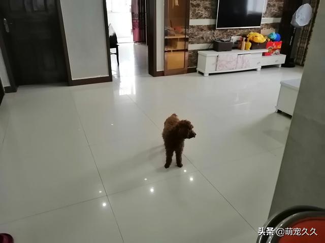 养宠物的好处:为什么越来越多的人爱上养狗，养狗的好处有哪些？