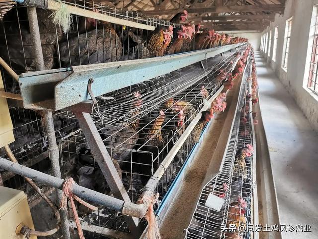 土霉素片说明书:安全使用兽药要注意哪些问题？