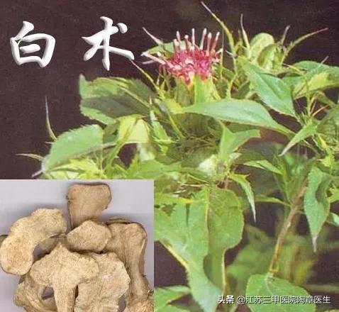 用什么中药泡茶养胃治胃病,有胃病，用什么泡水长期喝比较好？