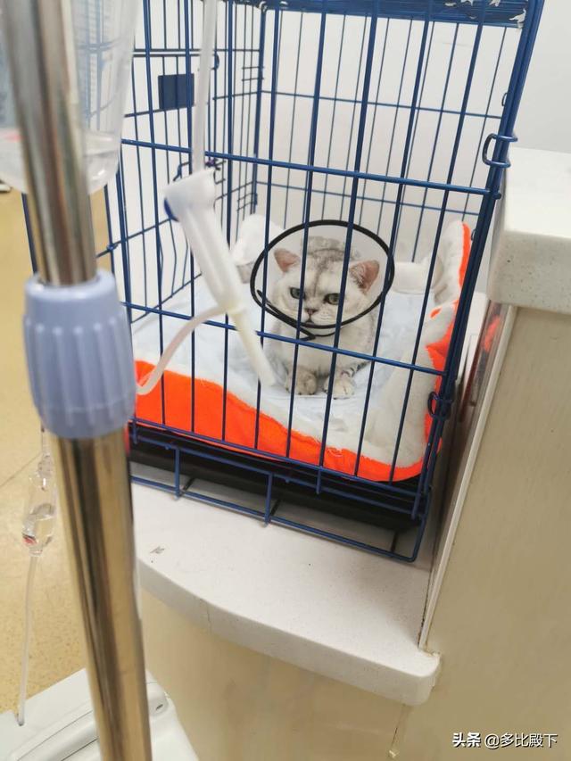 宠物医师临床检验手册:宠物医生遇到过哪些奇葩病例？