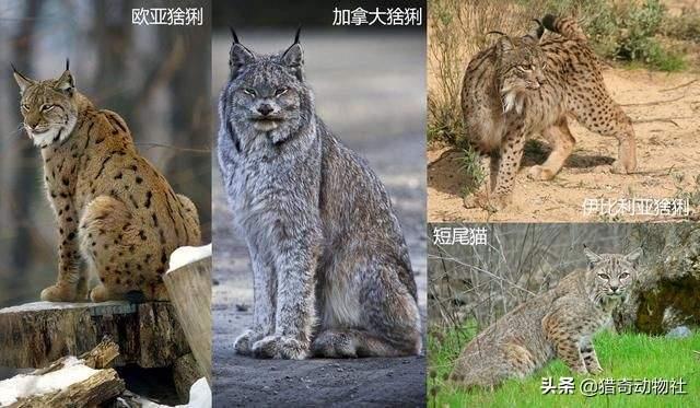 德氏无花果鹦鹉指名亚种:为何美洲狮会被狼群击败，而猞猁却能击败狼呢？ 德氏无花果鹦鹉米苏尔亚种