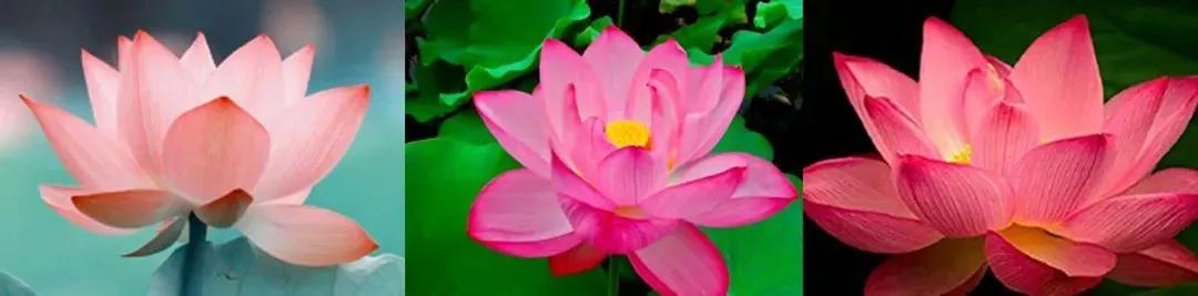 蓝宝石哪些人不宜戴,蓝宝石葡萄优缺点是什么？都有哪些品种？