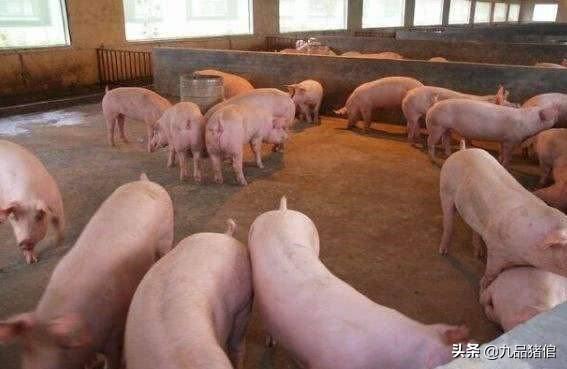 乳房蜂窝组织炎图片:母猪乳房有结块怎么办?母猪乳房结块怎心办？