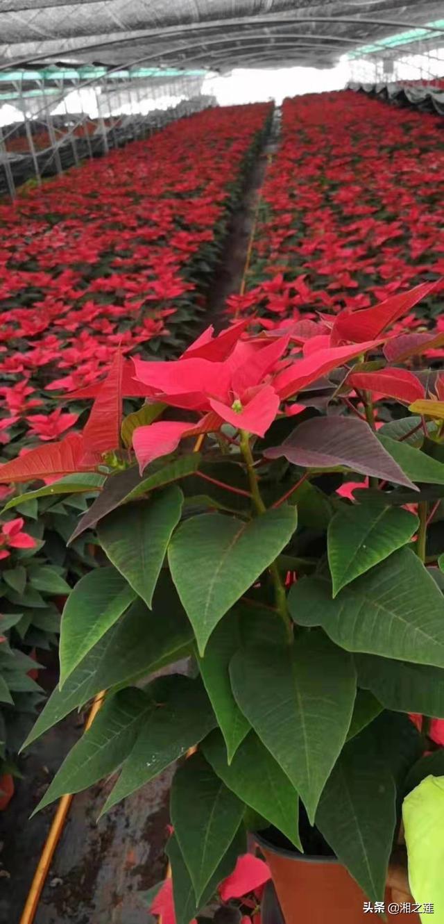 头条问答 - 怎样使一品红在国庆节开花?(6个回答)