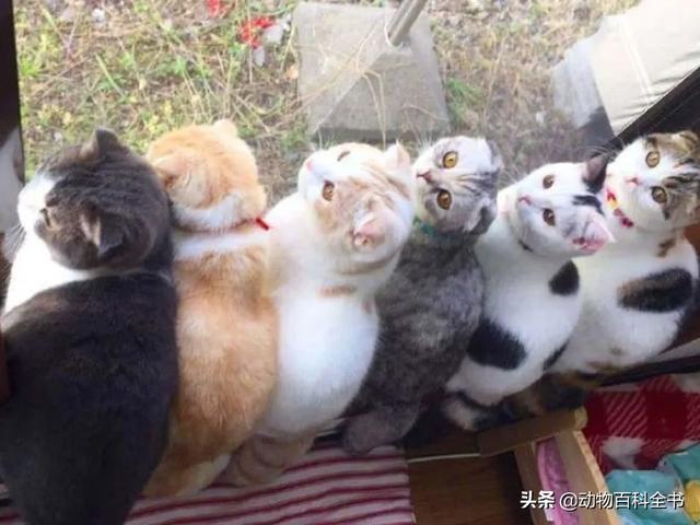 宠物猫:大家家里都养几只猫呢？两只会不会太多了？ 宠物猫的品种及价格