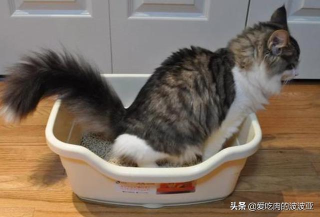 猫咪有病可以吃猫粮吗，养猫必须吃猫粮吗吃猫粮和直接吃肉比有哪些好处