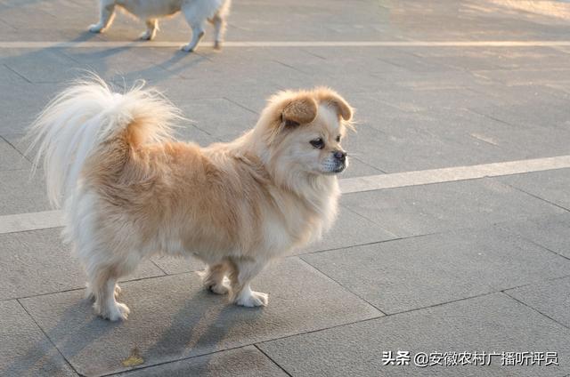 京巴狗的智商:农村的土狗真的比宠物狗笨吗，为什么？
