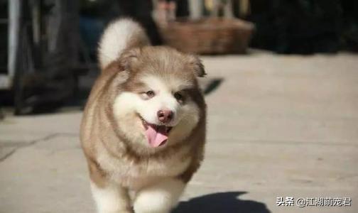 阿拉斯加犬性格忠实活泼:金毛、萨摩耶、阿拉斯加、边牧，这四种哪种适合第一次养狗的人？