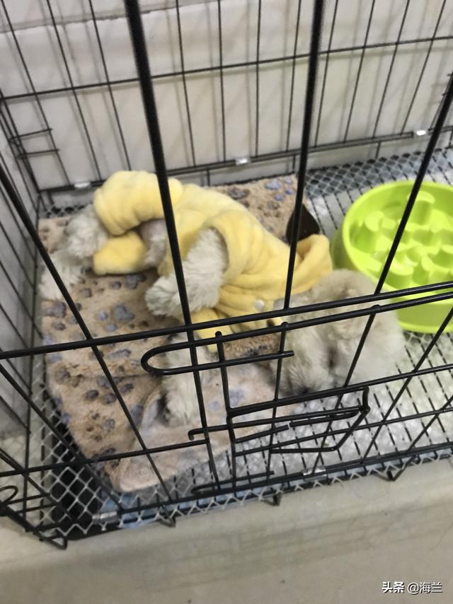 2个月的比熊好养吗:4岁的比熊犬和2个月的贵宾犬相比，哪种狗狗比较容易养？