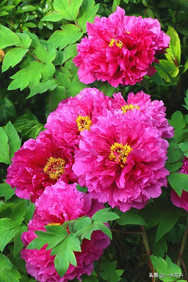 头条问答 中国花卉协会在官网发起投票 推荐牡丹为中国国花 你认可吗 你心中的国花选哪个 86个回答