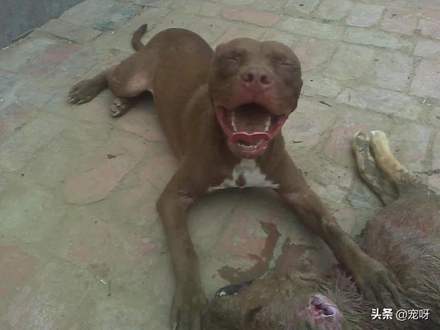 比特犬和藏獒:为什么藏獒打不过比特犬？狮子打得过藏獒和比特吗？
