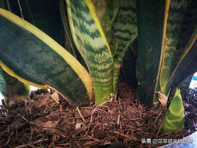 奶块金边龙舌兰有什么用:金边虎皮兰叶插生出的小虎皮兰怎么没有金边了？