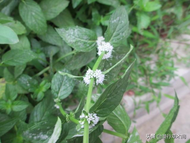 小型观花植物:想在小阳台养些花草，有哪些漂亮又不用照顾的品种推荐？