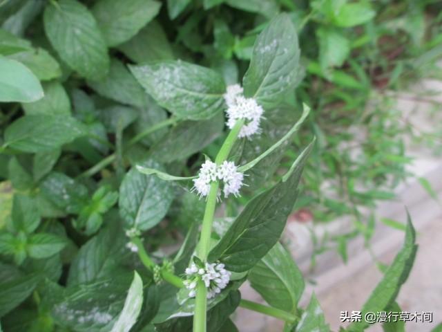 观赏植物:那些植物，又能当菜吃，又能观赏？