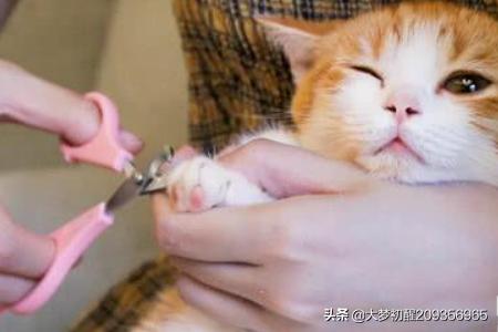 铲屎官应如何给猫咪剪指甲，一个人怎么给猫咪剪指甲？