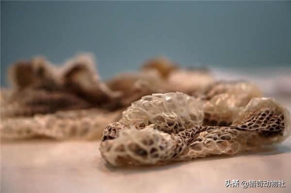 宠物蛇的寿命:宠物蛇一年可以交配几次？ 宠物蛇的寿命一般多少年