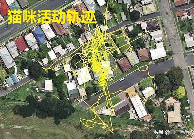 家家猫:家家猫电视购物 家里可以养猫吗？有什么禁忌说法吗？