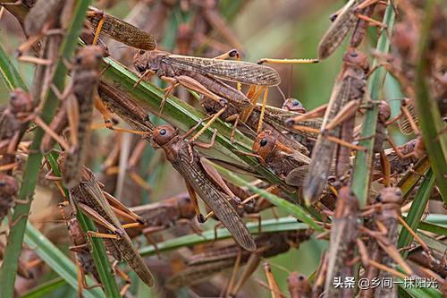 为什么蚂蚱叫挂大扁儿，蚂蚱和蝗虫有什么区别为什么感觉看蝗虫和本地稻田里蚂蚱外型一样