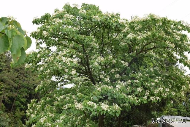 头条问答 桐树种植的前景如何 村头花大嫂的回答 0赞