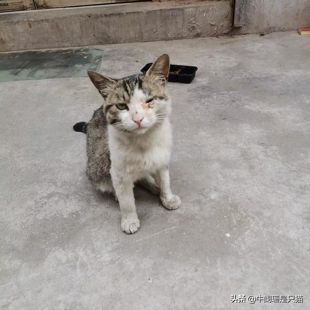 辅猫吧:可以抓小区的流浪猫到家里抓老鼠吗？