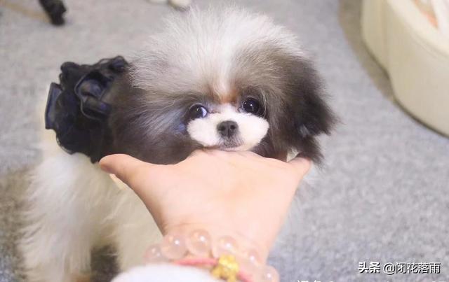 狗狗冲冲冲免费下载:泰迪犬不听话了，有什么办法让它更加服从吗？