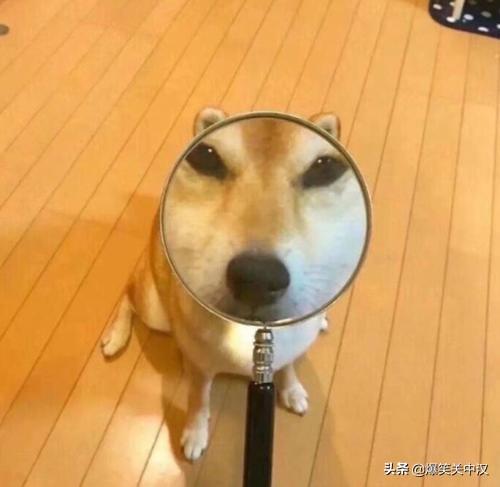知乎有哪些著名的沙雕（脑洞）问题？