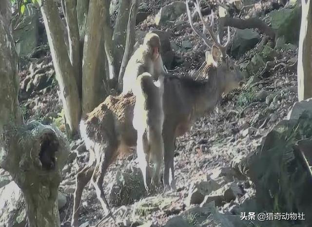 猕猴:六耳猕猴明明可以轻松降服孙悟空，为何还要随真悟空辨真伪？