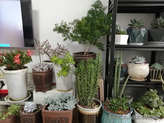 花叶芋根结线虫病:土壤里生了根线虫，该怎么办？