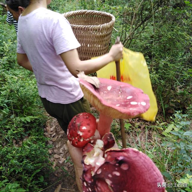 土球子蛇:土球子蛇毒性 我看到蛇浑身发抖，你们也一样吗？是不是人类天生怕蛇？