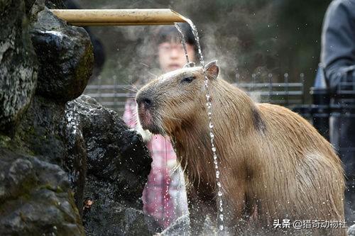 攻击性强的群居动物:有没有什么战斗力很强，繁殖能力也很强的动物？ ？