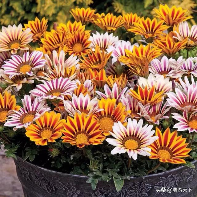非洲菊的养殖方法视频:非洲菊买回家，花为什么越开越小，越开越少？