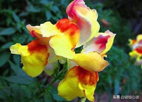 金鱼草怎么养开花:夏季，开着花的金鱼吊兰可以换盆吗？